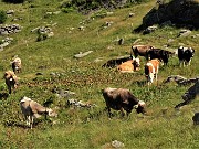 19 Mandria al pascolo alla Baita Arlletto (1860 m)